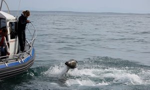 Seal vs Shark - An Attempted Predation